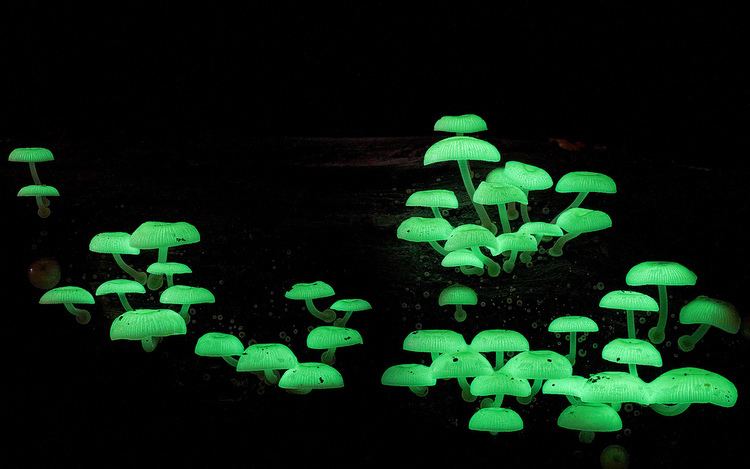 Bioluminescent Mycena chlorophos mushrooms
